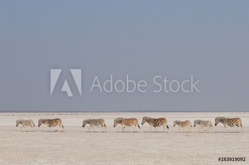 Bild på Zebra Herde zieht durch die Etosha Salz Pfanne Etosha Nationalpark Namibia